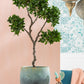 Green PVC Ginseng Ficus Tree W/ Flower Pot