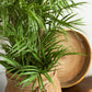 Green PVC Chamaedorea W/ Flower Pot