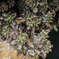 Green PVC Flower Berry